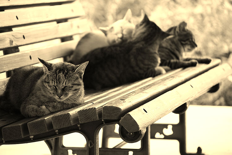 社会不安障害のイメージ写真